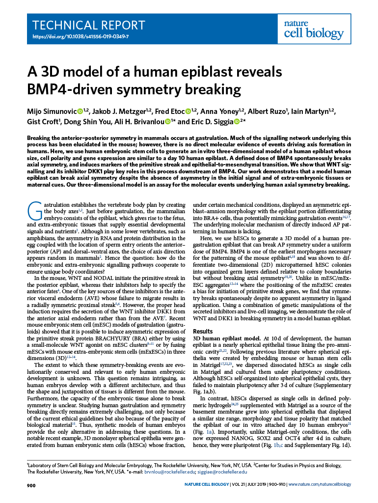A 3D model of a human epiblast reveals BMP4-driven symmetry breaking